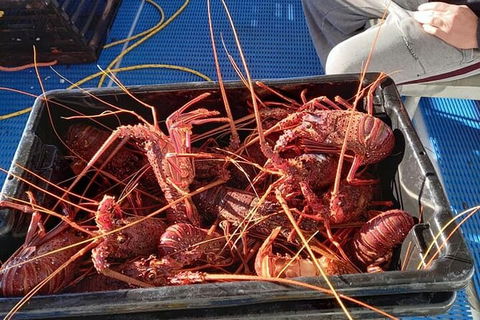 Lobster Fishing Tour At Geraldton - Grafton Accommodation 6