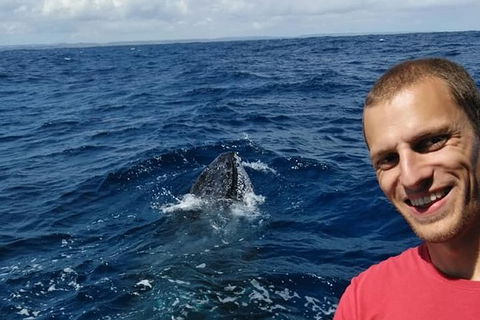 Whale Watching Boat Tour In Geraldton - Grafton Accommodation 2