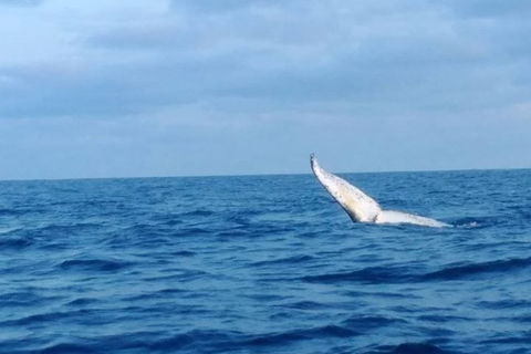 Whale Watching Boat Tour In Geraldton - Grafton Accommodation 0