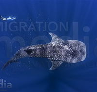 Migration Media - Grafton Accommodation