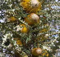 Woylie Walk Dryandra Woodland - Grafton Accommodation