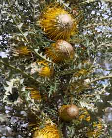 Woylie Walk, Dryandra Woodland - Grafton Accommodation 0