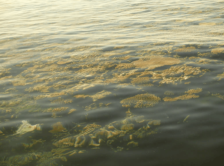 Eco Jet Safari - Grafton Accommodation 1