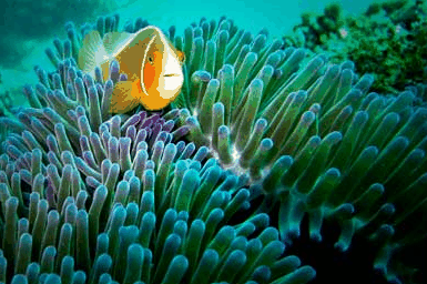 Whitehaven Xpress Whitehaven Beach Tours - thumb 3