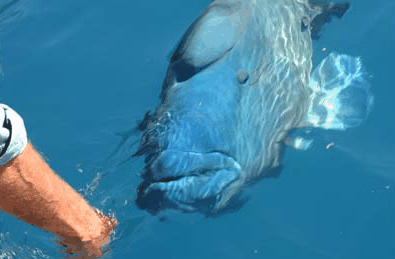 Whitehaven Xpress Whitehaven Beach Tours - Grafton Accommodation 4