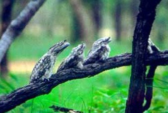 Undara Experience - Grafton Accommodation 0