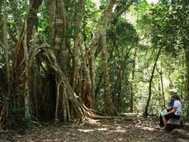 The Airlie Creek Track - Grafton Accommodation 0