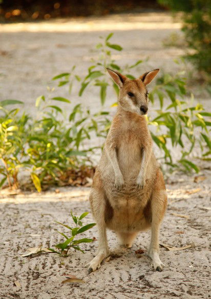 An Island Hideaway - Grafton Accommodation 4