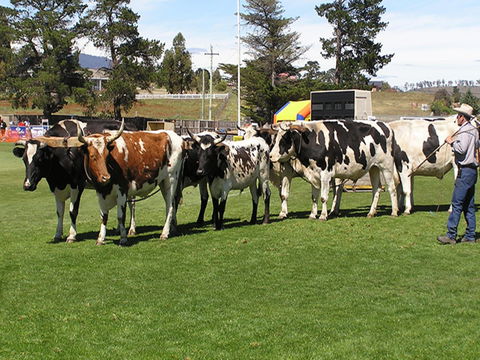 Brighton Show - Grafton Accommodation 0