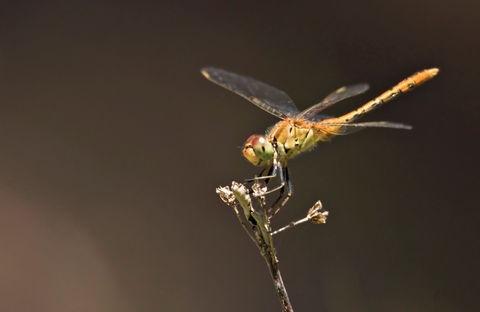 Dragonfly Discovery - Grafton Accommodation 0