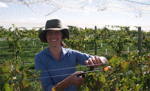 Kingsdale Wines - Cellar Door Wine Tastings - Grafton Accommodation 0