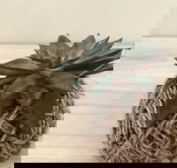 Kokedama Workshop - Grafton Accommodation