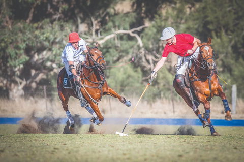 Scone Horse Festival - Grafton Accommodation 1
