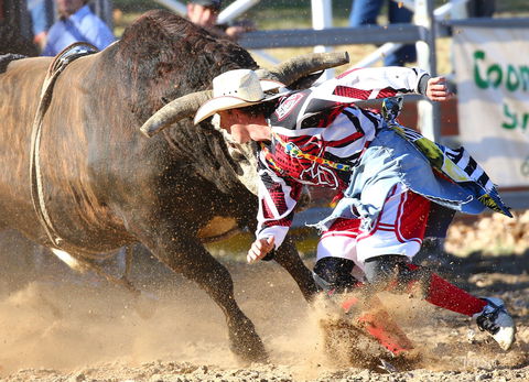 AgriWest Cooma Rodeo - Grafton Accommodation 2