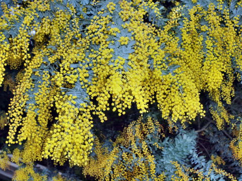 Australian Wattle Day @ The Old Bus Depot Markets - Grafton Accommodation 0