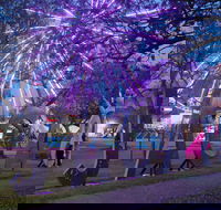 Grafton Jacaranda Festival - Grafton Accommodation