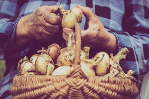 Grafton Farmers Market