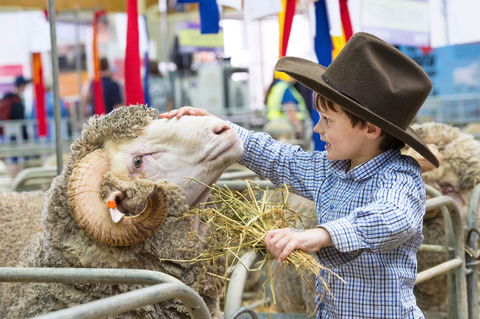 Sydney Royal Easter Show - Grafton Accommodation 0
