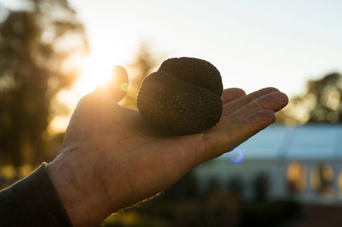 The Truffle Festival - Canberra Region - Grafton Accommodation 0