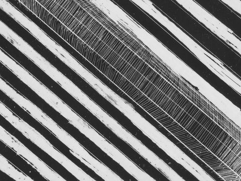 WA Now – Tom Mùller: Monolith Scores - Grafton Accommodation 0