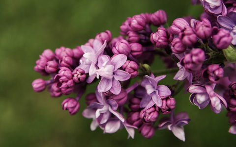 69th Annual Goulburn Lilac City Festival - Grafton Accommodation 0