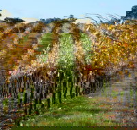 Miners Ridge Wine Tasting - Grafton Accommodation