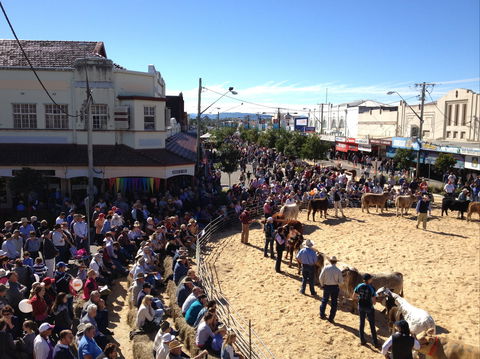 NCMC Casino Beef Week - Grafton Accommodation 0