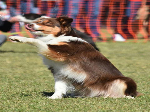 Dogs In The Park NSW Orange - Grafton Accommodation 0