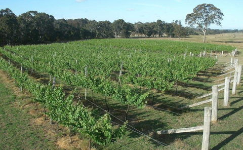 Yarralaw Springs Wines  - Cellar Door Wine Tasting - Grafton Accommodation 1