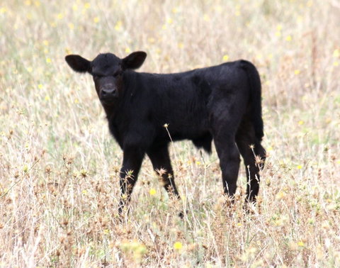 Old Bara Guesthouse - Grafton Accommodation 4
