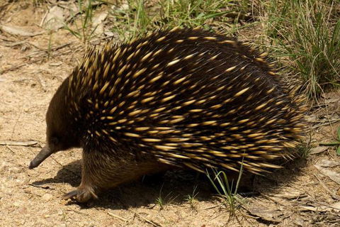 Brigadoon Cottages - Grafton Accommodation 7
