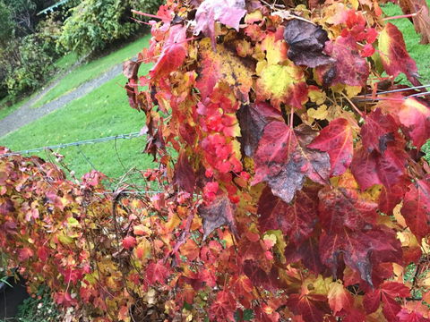 Goldberryaccommodation - Grafton Accommodation 3