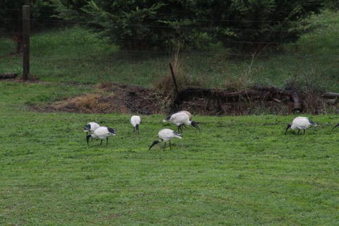 Nyora Lodge B & B - Grafton Accommodation 2