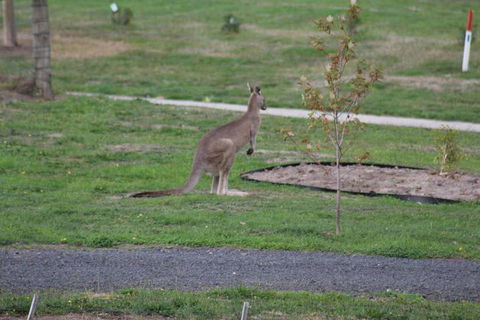 Nyora Lodge B & B - Grafton Accommodation 7