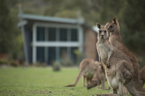 Bushland - Grafton Accommodation 3
