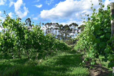 Labertouche Gypsy Creek Winery - Grafton Accommodation 1