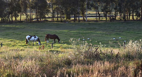 Labertouche Gypsy Creek Winery - Grafton Accommodation 3