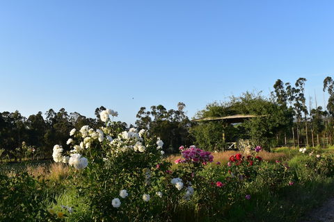 Labertouche Gypsy Creek Winery - Grafton Accommodation 0