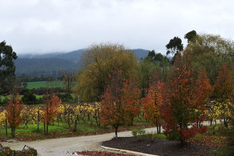 Labertouche Gypsy Creek Winery - Grafton Accommodation 5