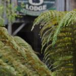 The Wombat Cottage - Grafton Accommodation 0