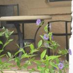 Amalie Cottage Waikerie Unit 1 - Grafton Accommodation 0