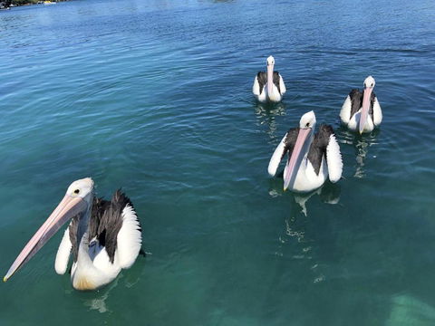 Aquarius 9 Opposite Wallis Lake - Grafton Accommodation 6