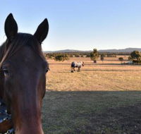 Clydesdale Cottage on Talga with real Clydesdale Horses - Grafton Accommodation