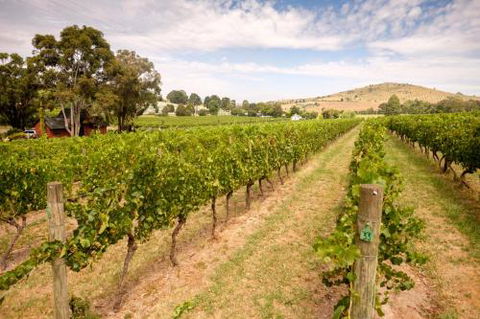 Fergusson Winery Homestead Accomodation - Grafton Accommodation 3