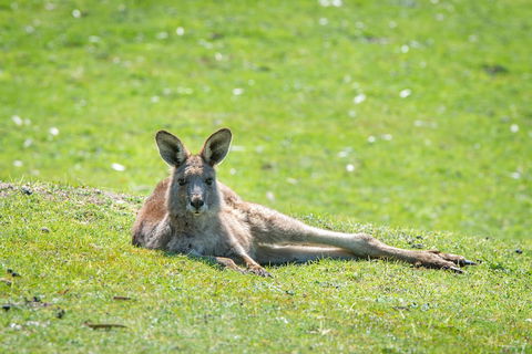 Halls Gap Motel - Grafton Accommodation 5