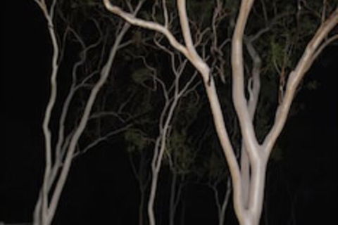 Sunbird Motel - Grafton Accommodation 4