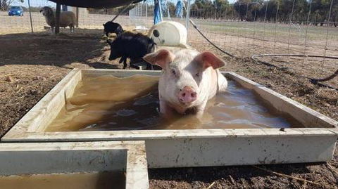 A Better Life Animal Sanctuary FarmStay Private Two Bedrooms Lounge Room & Bathroom & Toilet Shared Kitchen - Grafton Accommodation 2