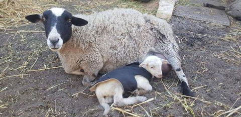 A Better Life Animal Sanctuary FarmStay Private Two Bedrooms Lounge Room & Bathroom & Toilet Shared Kitchen - Grafton Accommodation 1
