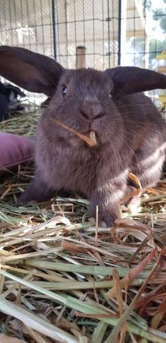 A Better Life Animal Sanctuary FarmStay Private Two Bedrooms Lounge Room & Bathroom & Toilet Shared Kitchen - Grafton Accommodation 5