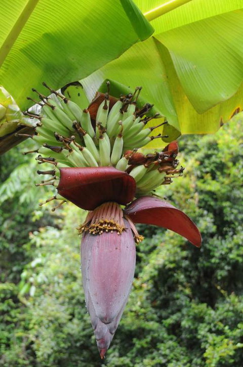 Wildwood - Grafton Accommodation 6